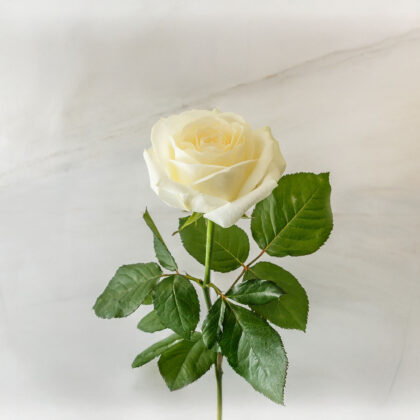 Τριαντάφυλλο Λευκό
