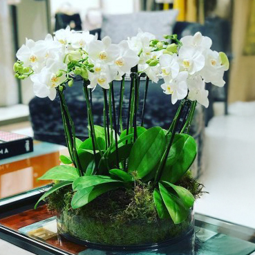 Σύνθεση φυτών με ορχιδέες