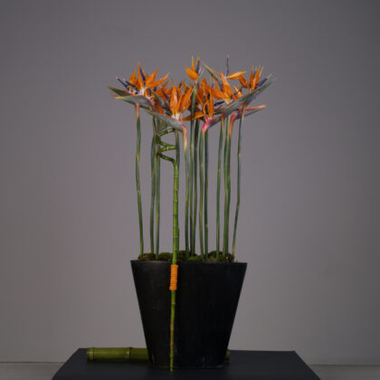 Σύνθεση παραλληλόγραμμη με πουλιά παραδείσου